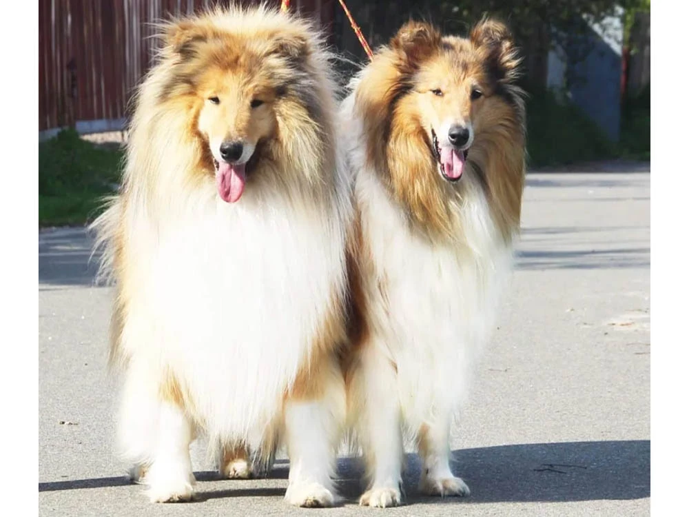 Collie Rebel 1