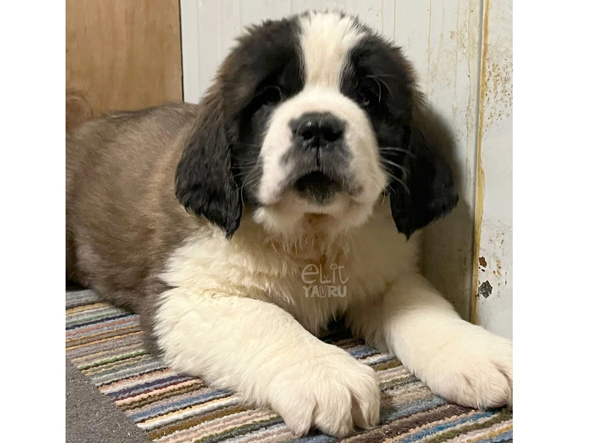 Saint Bernard Tom 1