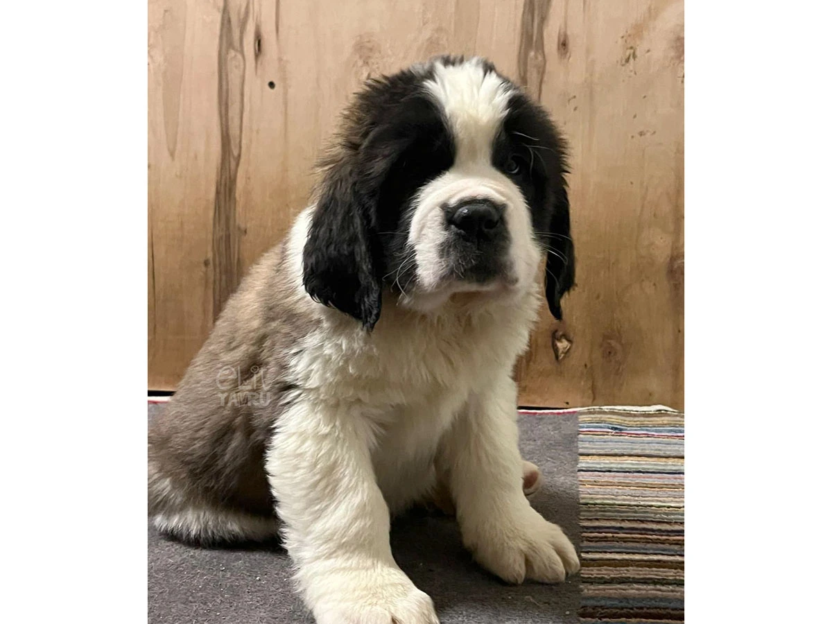 Saint Bernard Tom 2