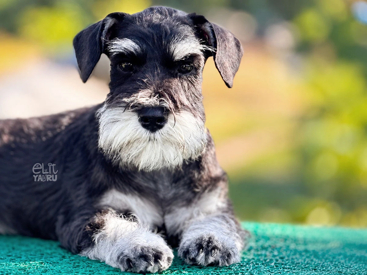Schnauzer Summer 1