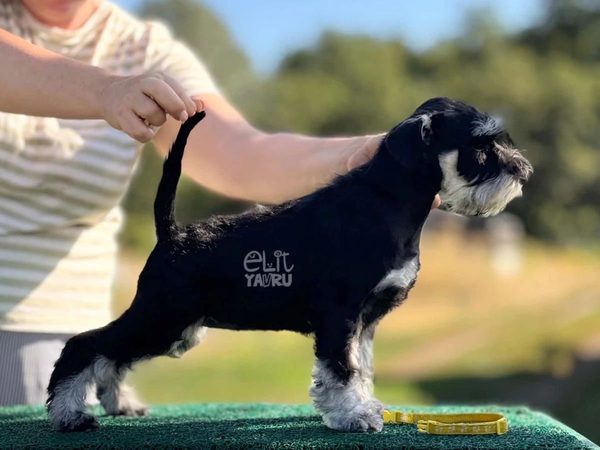 Schnauzer Summer