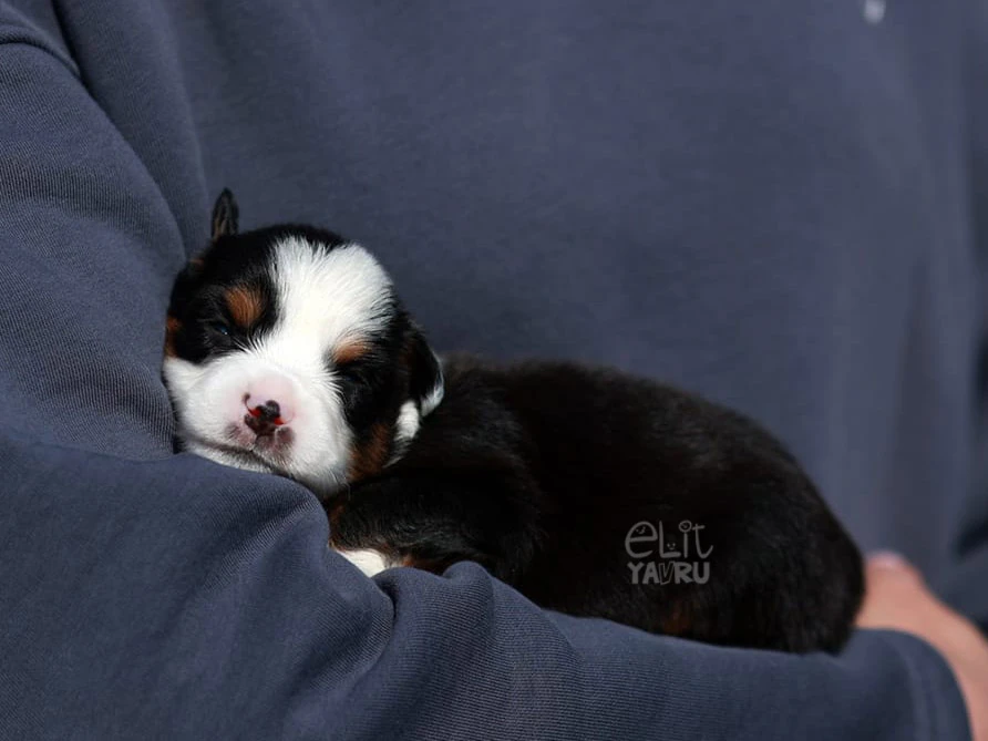 Miniature American Shepherd Miko
