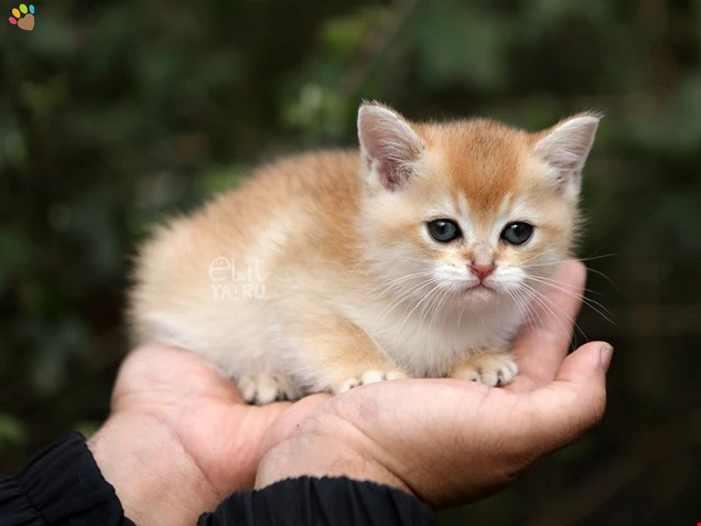  Kitty