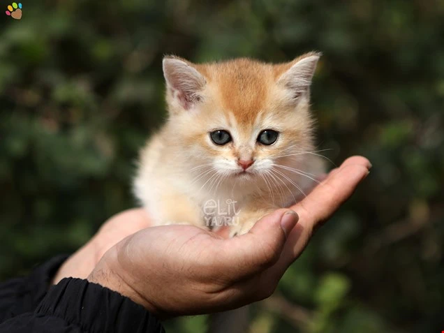  Kitty 2