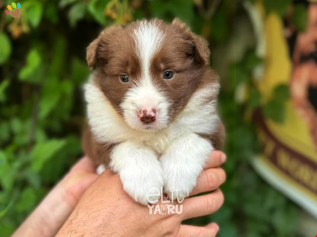 Border Collie Bella 1