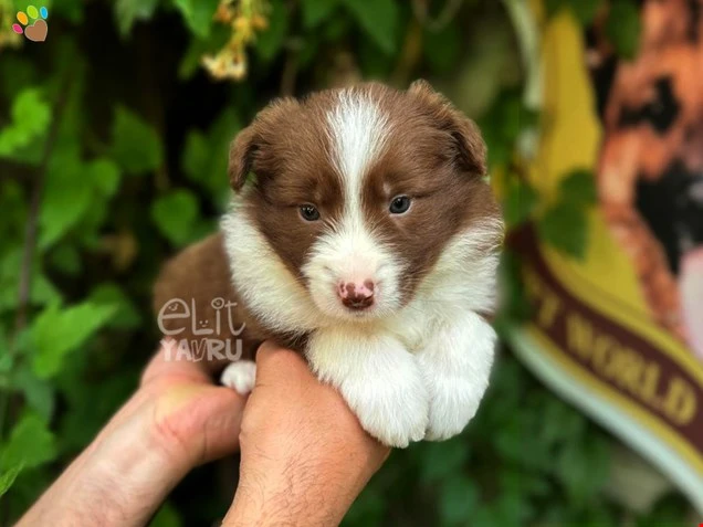 Border Collie Bella