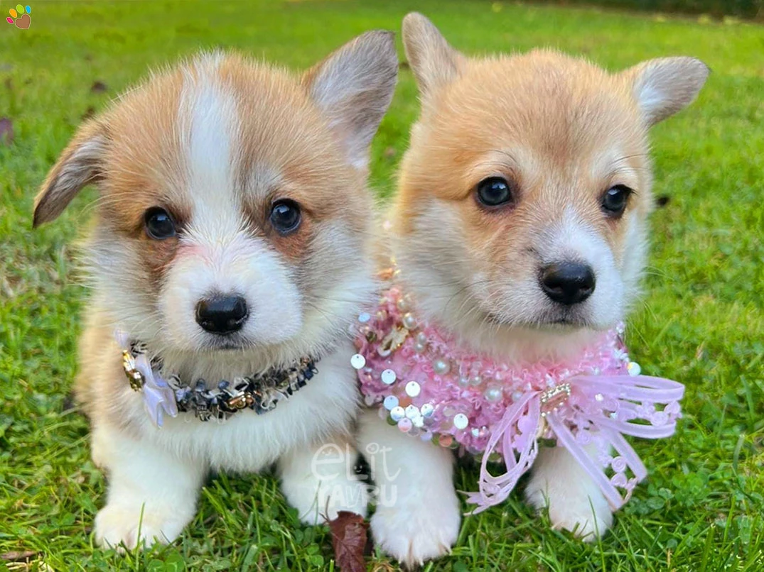 Pembroke Welsh Corgi Cappy