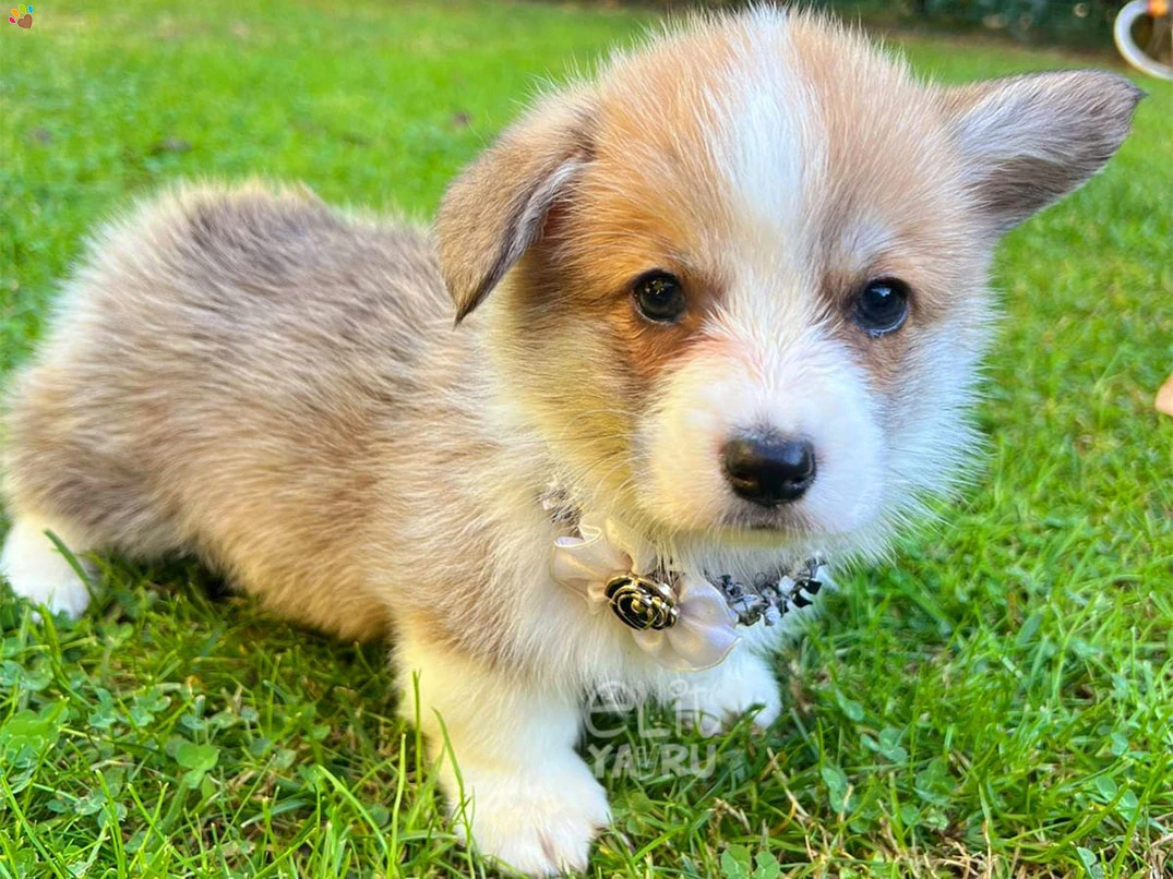 Pembroke Welsh Corgi Cappy 3