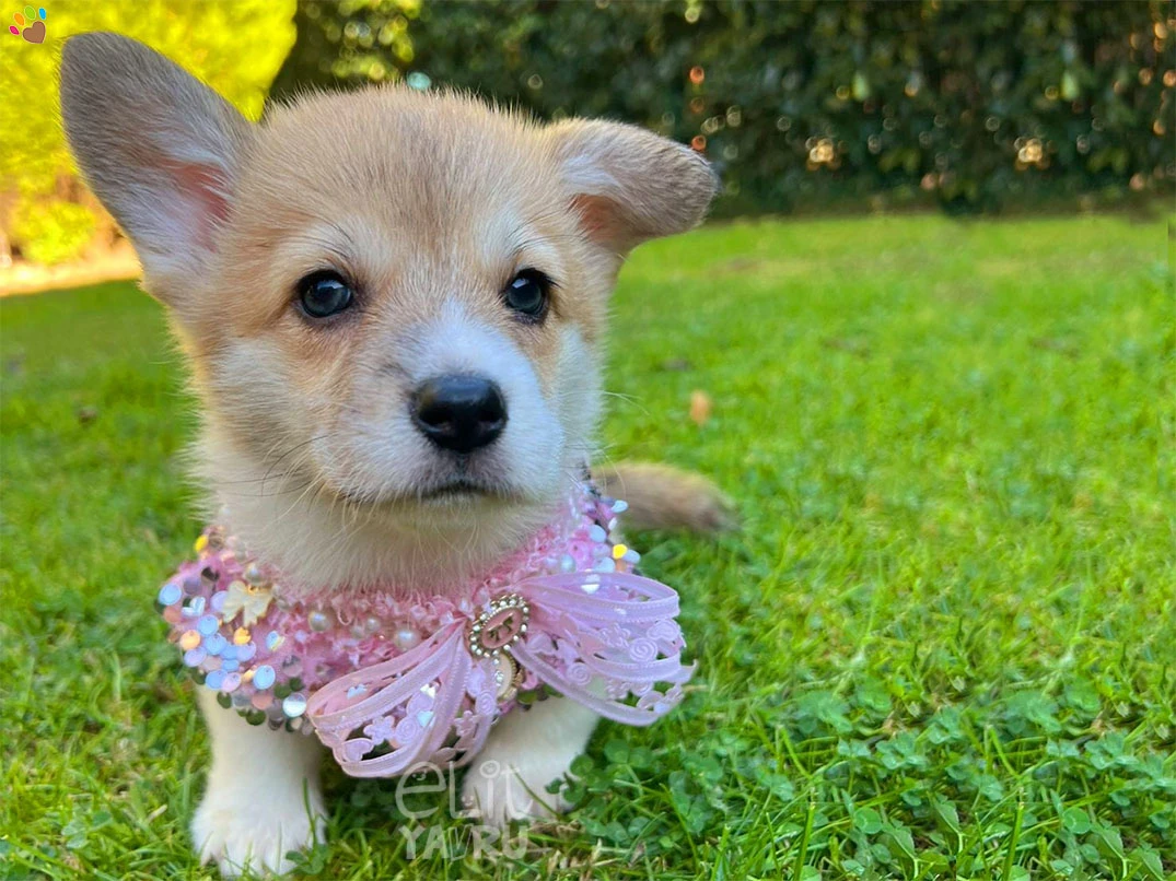 Pembroke Welsh Corgi Cappy 2