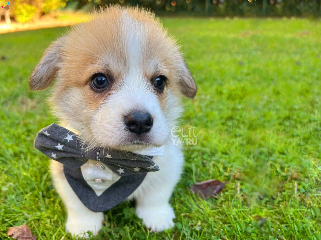 Pembroke Welsh Corgi Copper