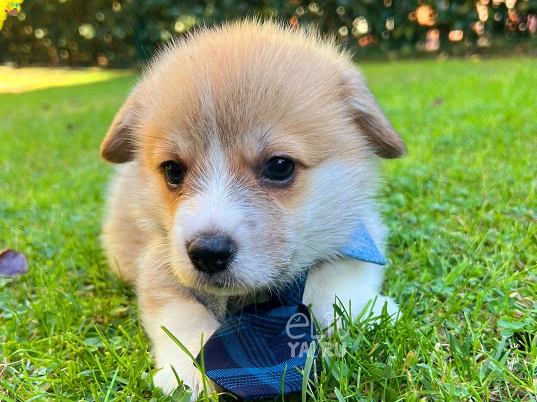 Pembroke Welsh Corgi Copper 2