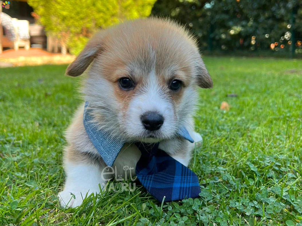 Pembroke Welsh Corgi Copper 3