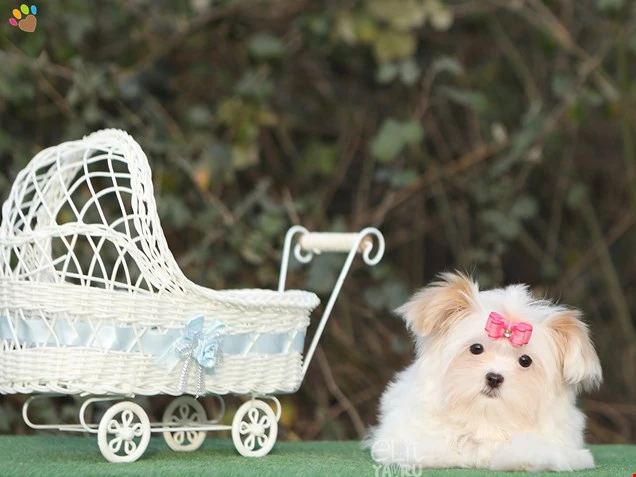 Morkie Fiona