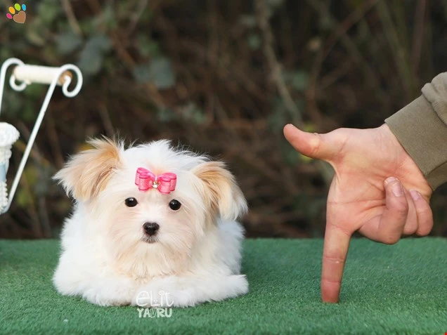 Morkie Fiona 1