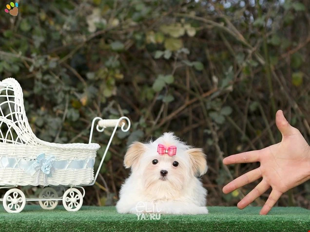 Morkie Fiona 2