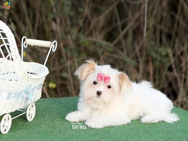 Morkie Fiona 3