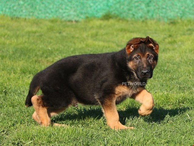 Alman Çoban Köpeği Hector