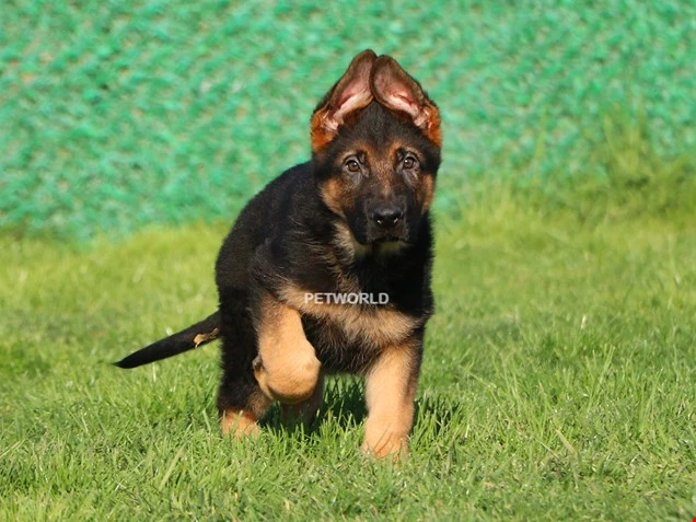 Alman Çoban Köpeği Hector 1