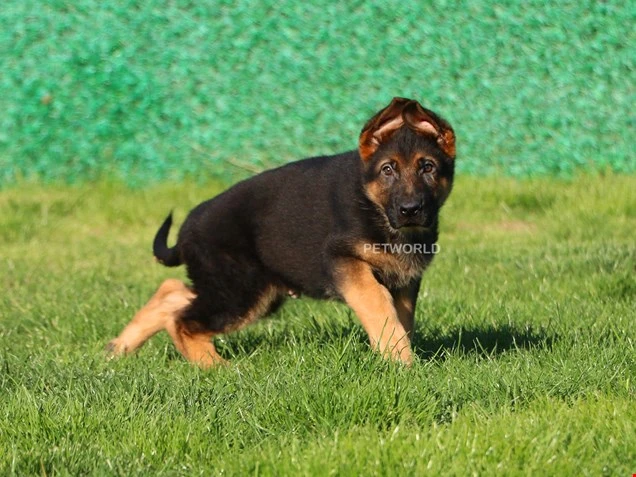 Alman Çoban Köpeği Hector 2