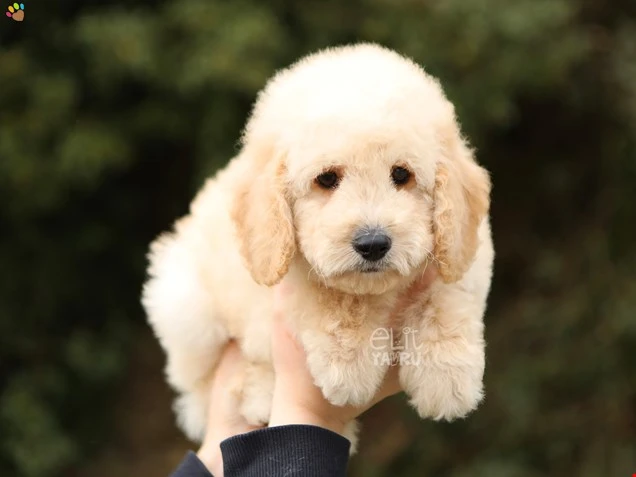 Labradoodle Lewis