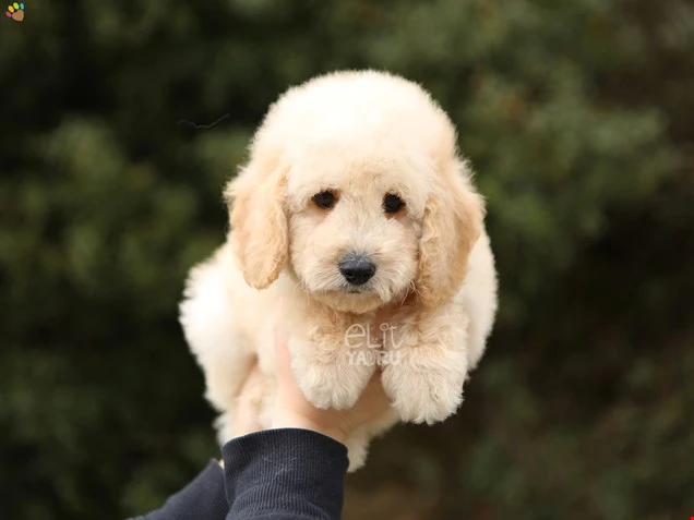 Labradoodle Lewis 1