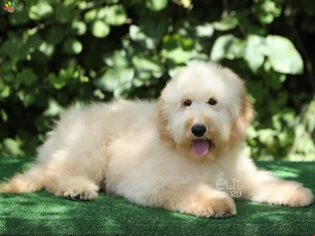  Loki 3