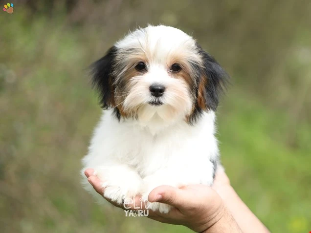 Morkie Mallory