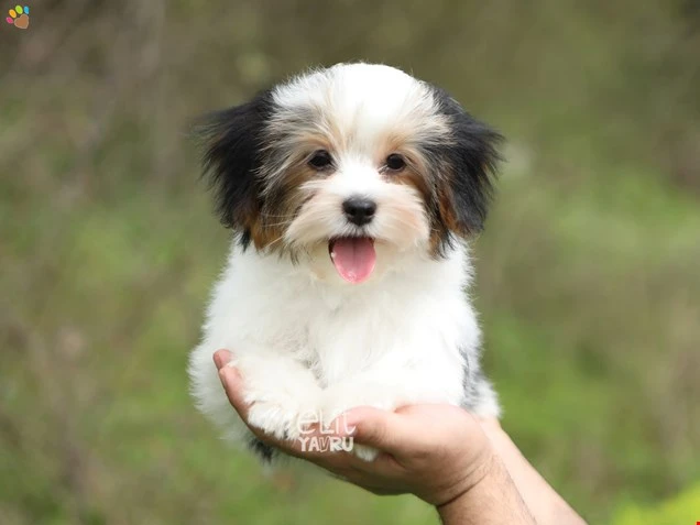 Morkie Mallory 2