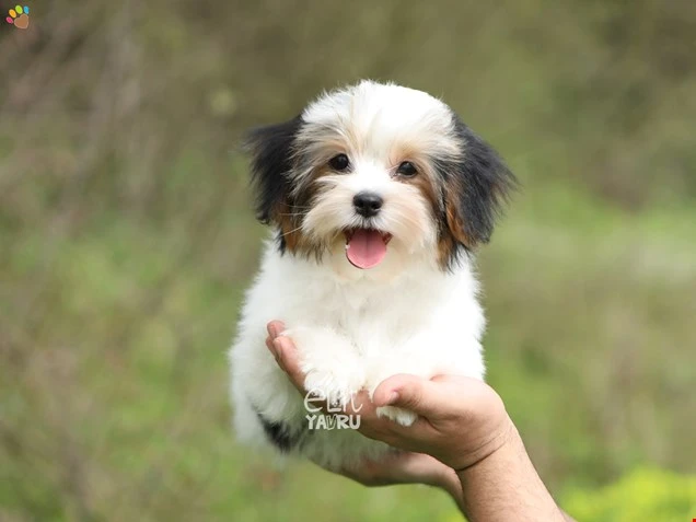 Morkie Mallory 3