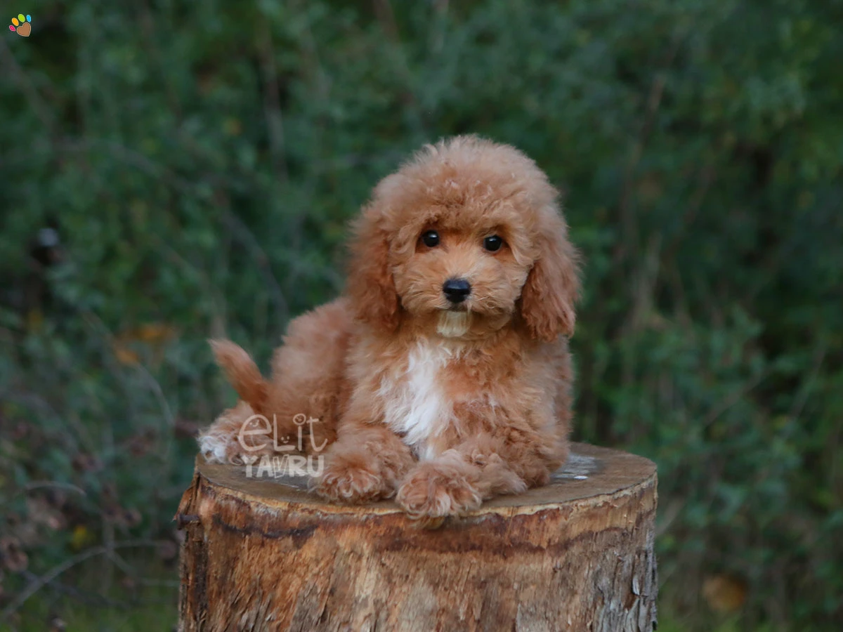Maltipoo Marshy 1