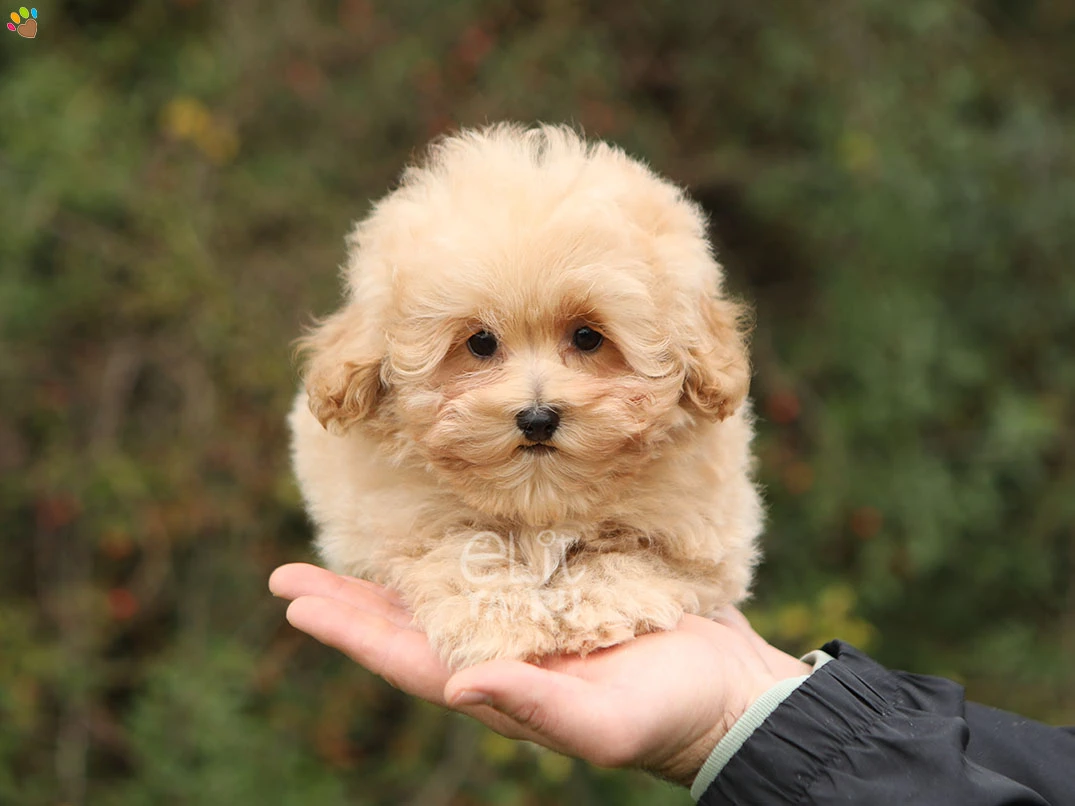Maltipoo Puffy 3