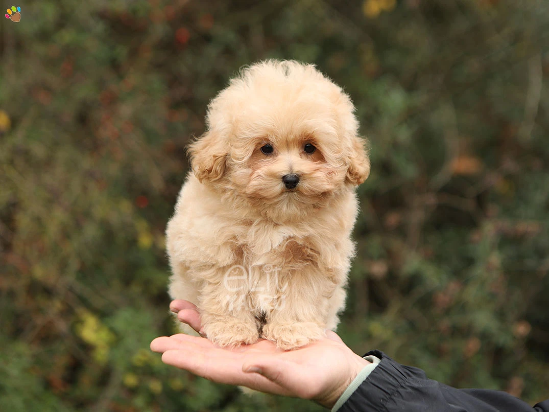 Maltipoo Puffy 2