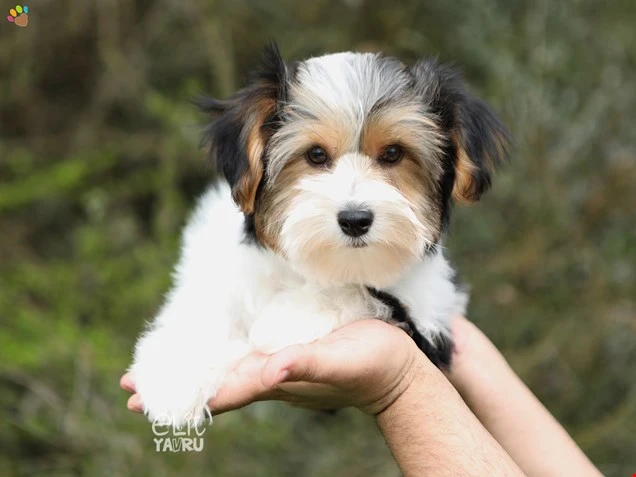 Morkie Mandy 1