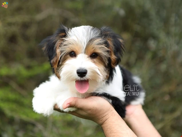 Morkie Mandy
