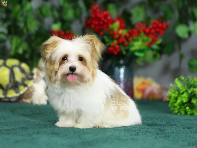 Morkie Marlin