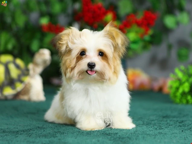 Morkie Marlin 2