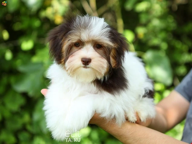 Morkie Maximus