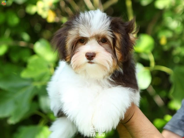 Morkie Maximus 1