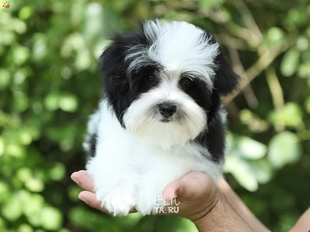  Maxwell 1
