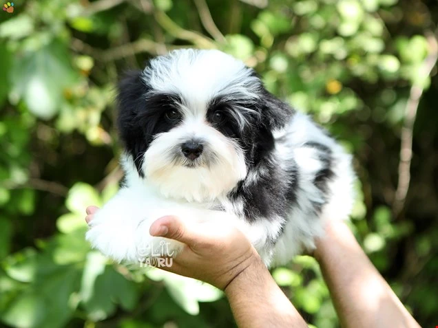  Maxwell 2
