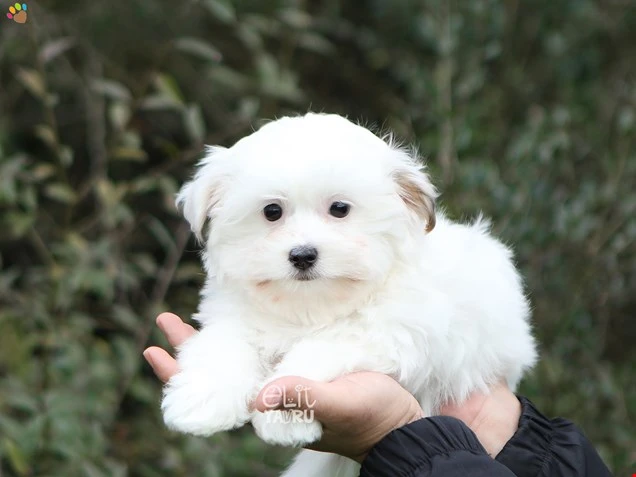  Merlin
