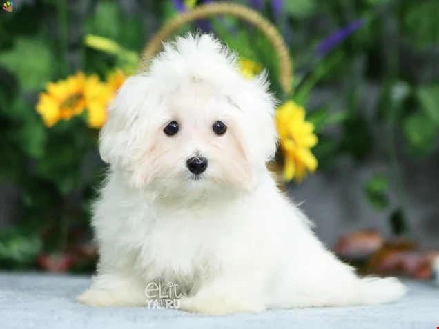 Maltese Terrier Micheal