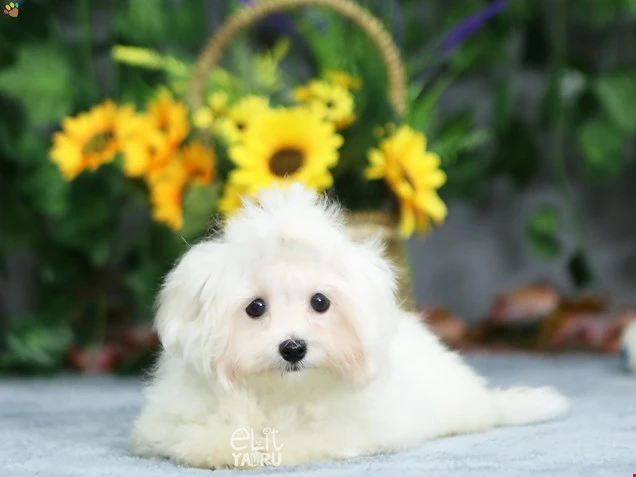 Maltese Terrier Micheal 1