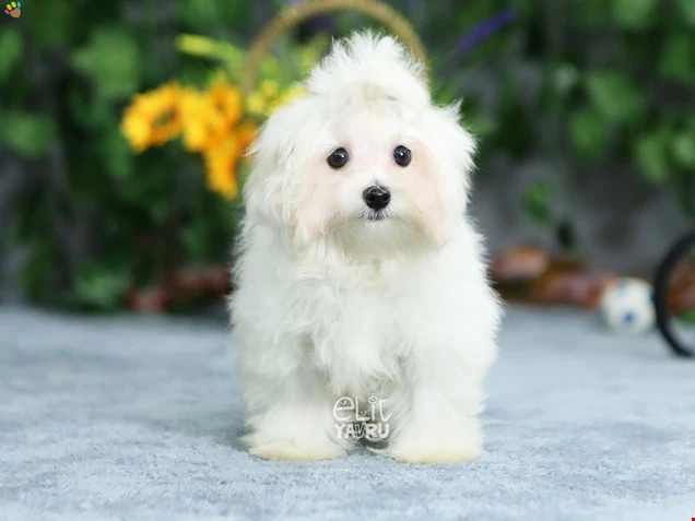 Maltese Terrier Micheal 2