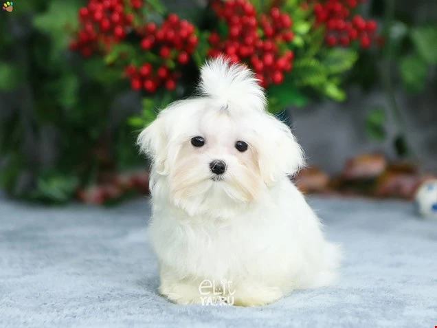 Maltese Terrier Mike