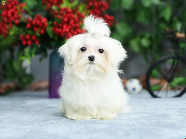 Maltese Terrier Mike 1