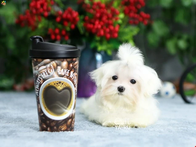 Maltese Terrier Mike 2