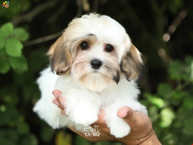 Morkie Milan 1