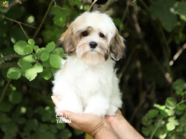 Morkie Milan 2