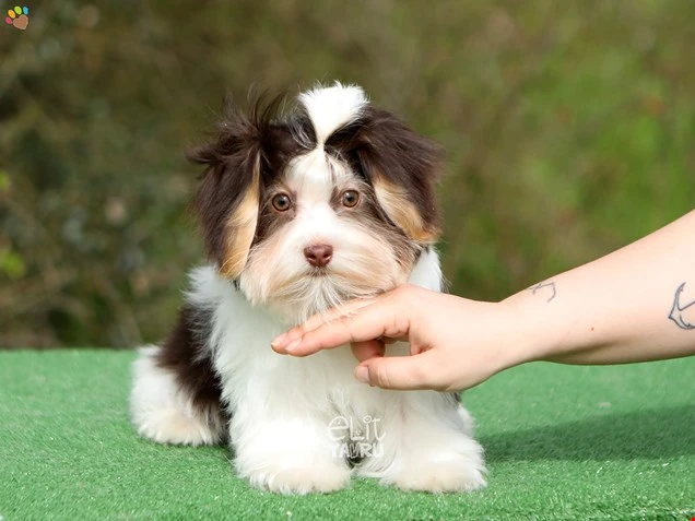 Morkie Milan